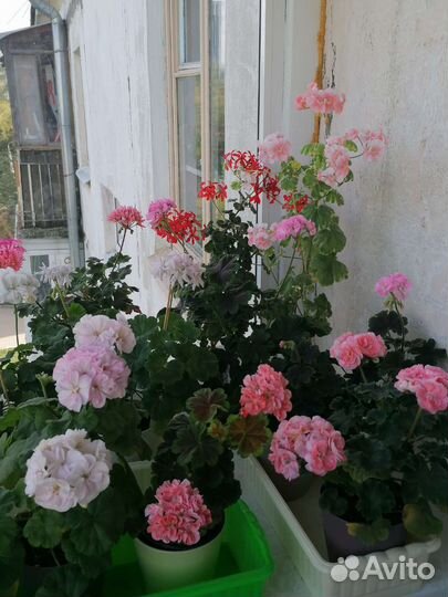 Пеларгонии, срезы для самостоятельного укоренения