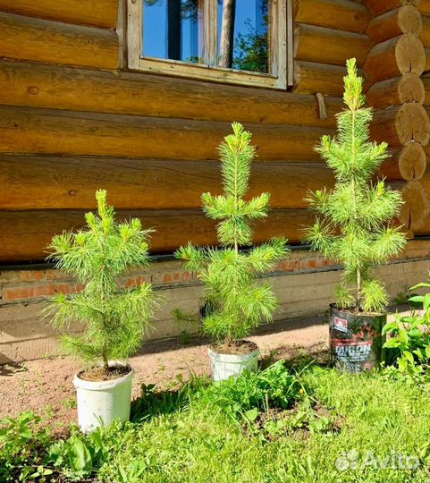 Саженцы кедра сибирского