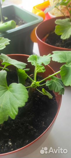 Пеларгония герань