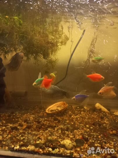 Аквариум