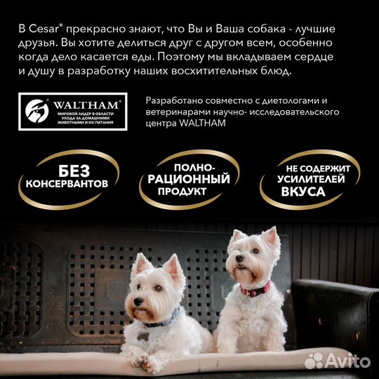 Cesar влажный корм для взрослых собак, с курицей и