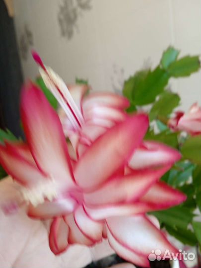 Декабрист шлюмбергера