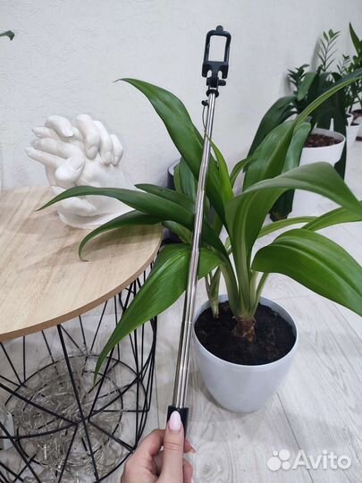 Штатив, монопод, палка для селфи