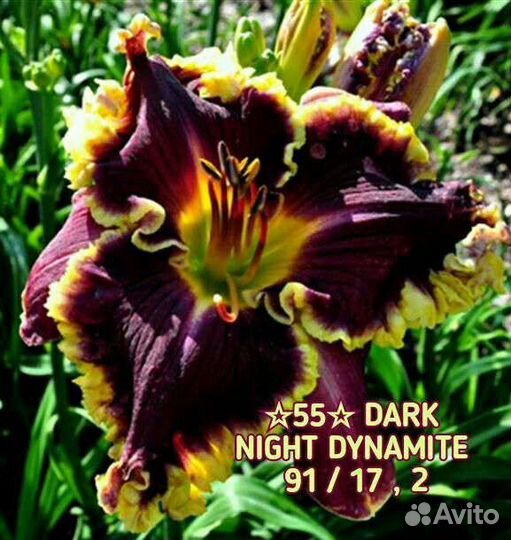 Лилейники сортовые Махровые