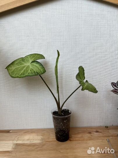 Сингониум ножколистный