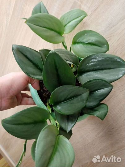 Сциндапсус