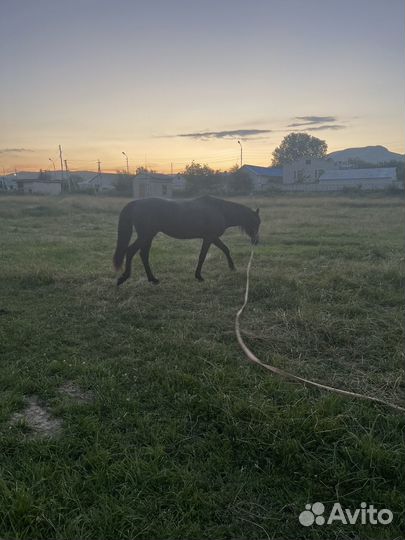 Лощадь - Жеребец карачаевской породы