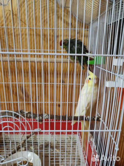 Продам попугаев, Корелла и Какарик