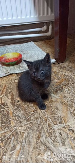 Котята в добрые руки приучены к лотку