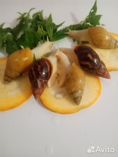 Улитки ахатины