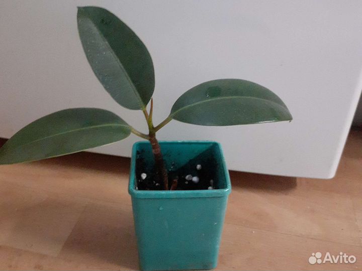 Фикус Эластик
