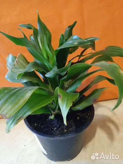 Драцена фрагранс компакта