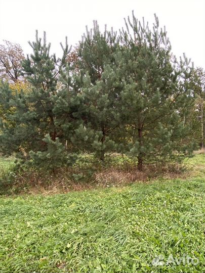 Сосна 3 штуки