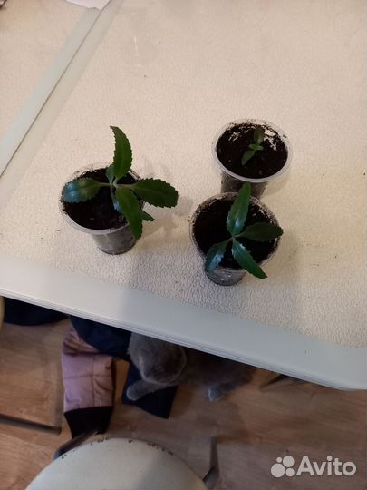 Каланхоэ лечебное