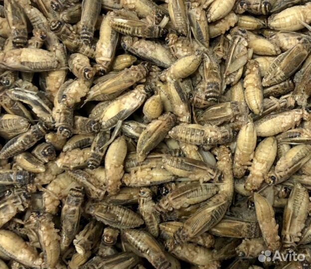 Сверчки замороженные