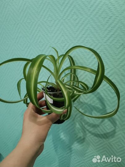 Хлорофитум кудрявый бонни