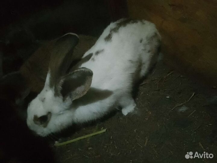 Кролик