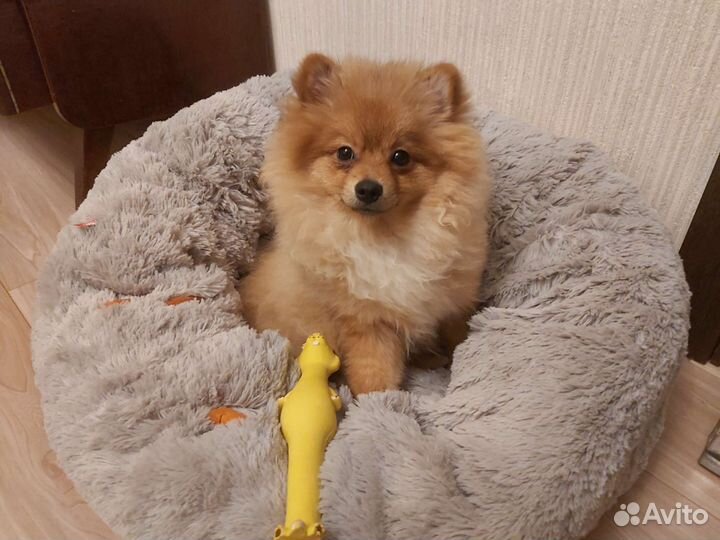 Щенки Цверг шпица мини мишка