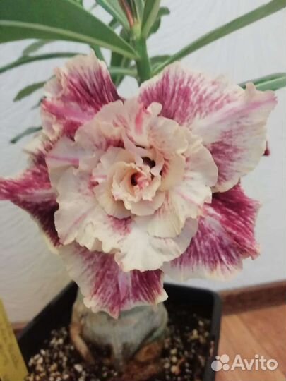 Адениум цветы комнатные