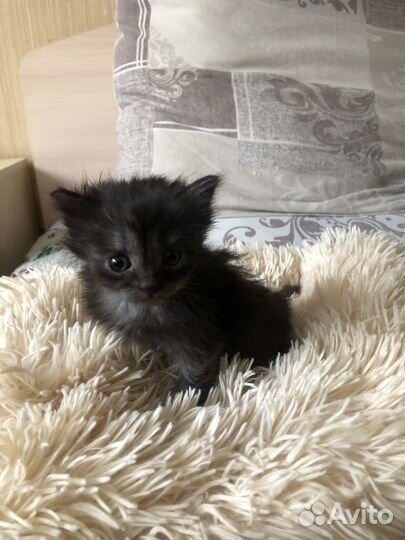Отдам котиков малюток