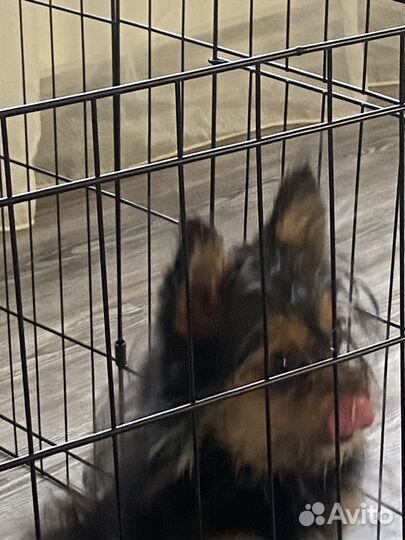 Метис в добрые руки