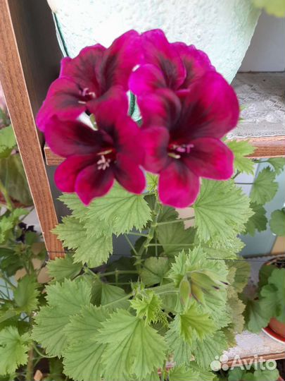 Пеларгония герань сортовая