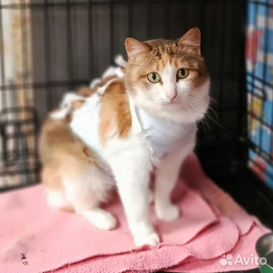 Кошечка Буся в надёжные руки