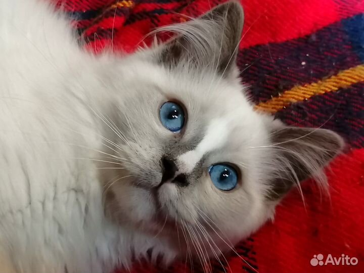 Клубный котенок рэгдолл