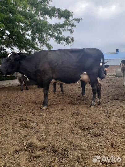 Телята, нетели, дойные коровы