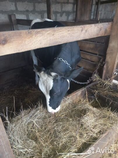 Продам тёлку