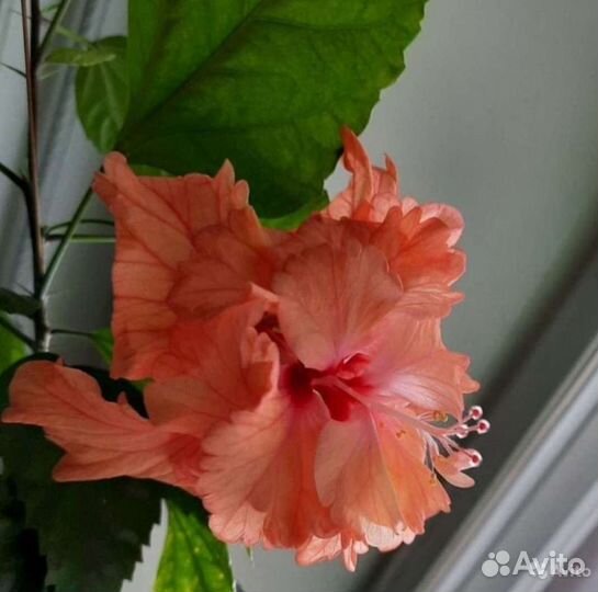 Гибискусы разных сортов