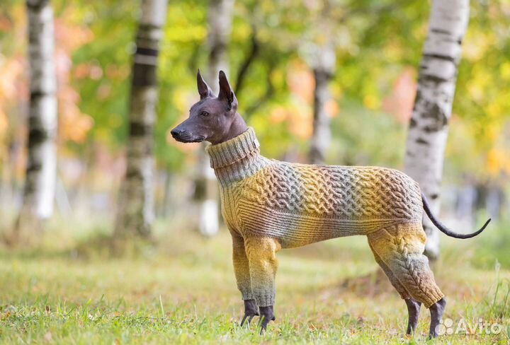 Erna Loos. Одежда для собак и их хозяев