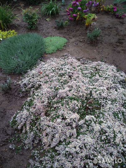 Почвопокровники