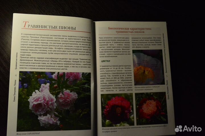 Пионы/полный справочник