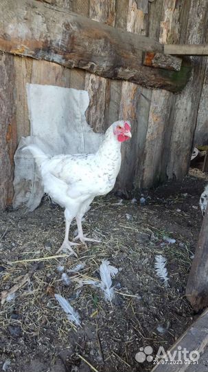Молодые Петухи Пушкинской породы