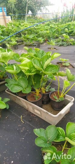 Рассада сортовой клубники