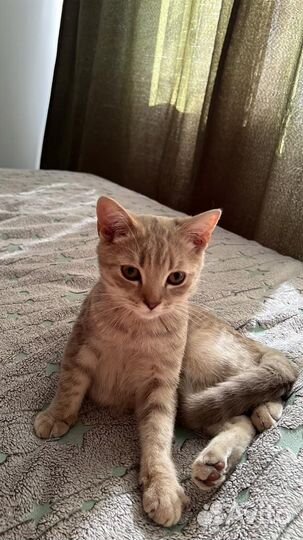 Шотландский кот
