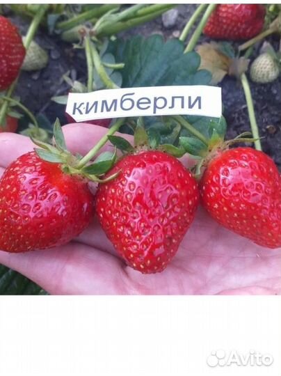 Клубника Вима Кимберли