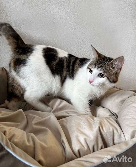Котик Лео ищет дом