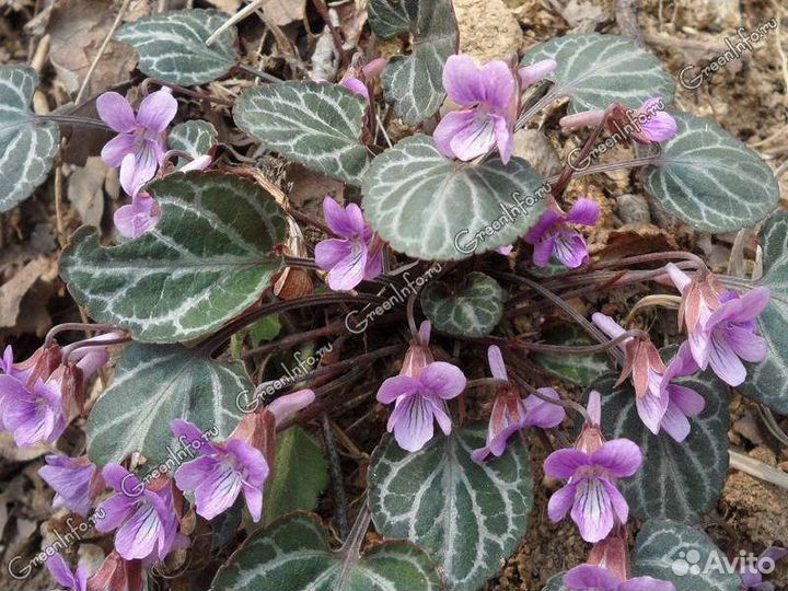 Фиалка корейская