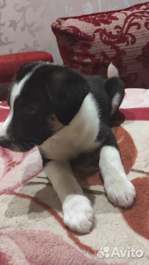 Собака в добрые руки отдам бесплатно