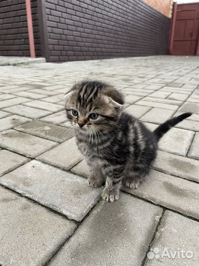 Шотландский вислоухий котенок