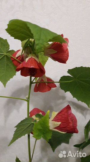 Комнатные цветы