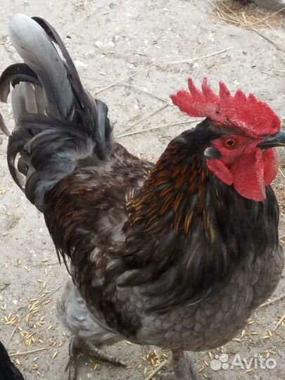 Петухи