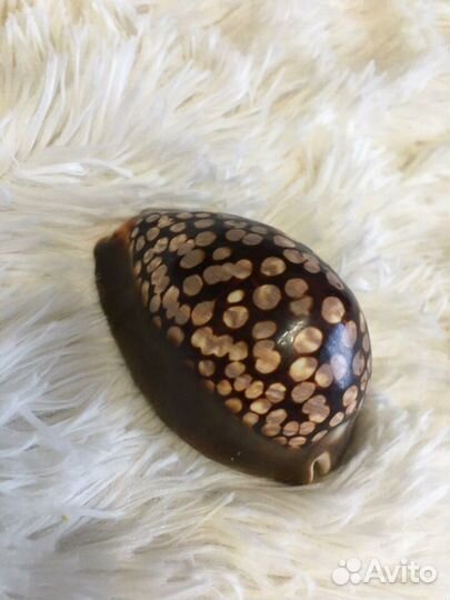 Ракушка, подарок, аквариум