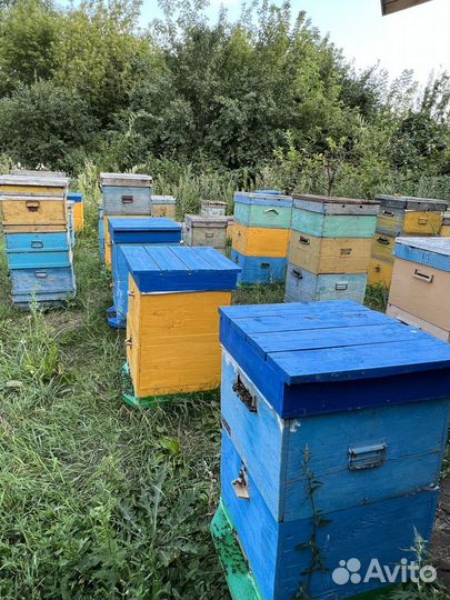 Мед оптом со своей пасеки