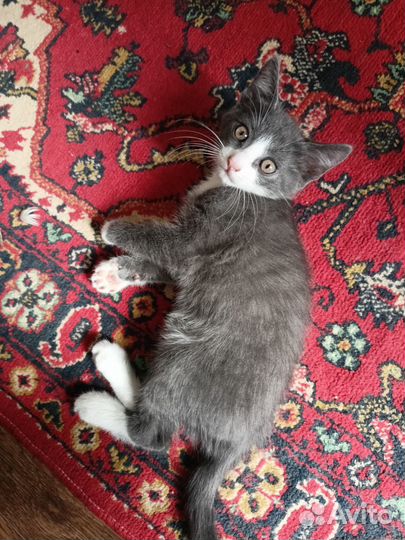 Котенок котик в добрые руки