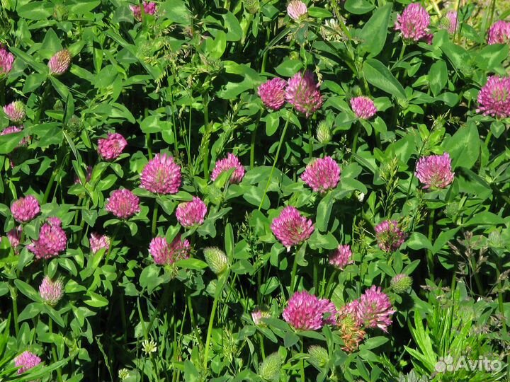 Семена клевера красного 1 кг