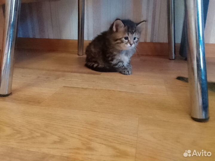 Котята в добрые руки даром