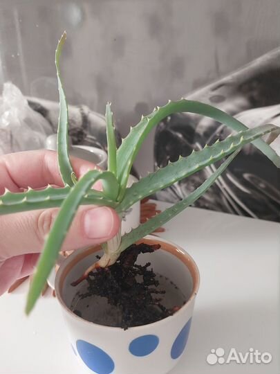 Ростки алоэ